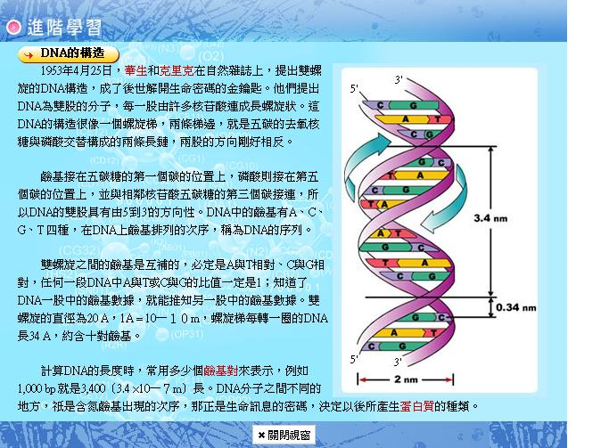 DNA的結構 進階學習